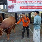 Wali Kota Eri Serahkan Sapi Kurban Bantuan Presiden di Masjid Al-Muhajirin