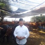 Lonjakan Jasa Potong Kurban di PT RPH Surabaya, Tembus 190 Ekor Sapi