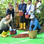 Wapres Gibran Kunjungi Bondowoso: Tinjau Layanan Kesehatan hingga Panen Raya Kopi Ijen