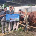 14 Sapi Kurban Perumda Surya Sembada untuk Warga Surabaya